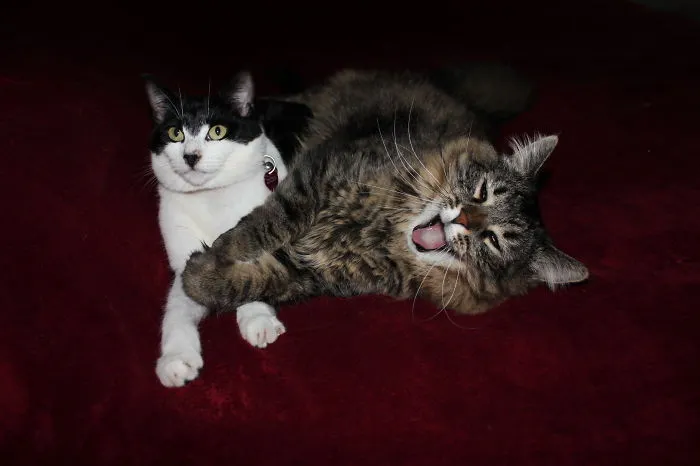 "linux" The Maine Coon, Steeling The Limlight With A Smile.