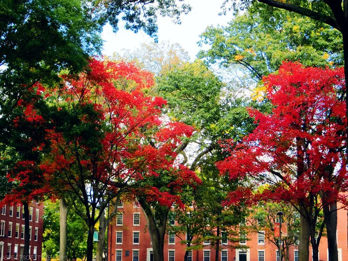 10 Amazing Fall Foliage Photos From Boston