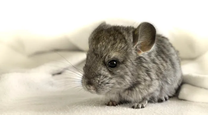 Jumbo The Baby Chinchilla