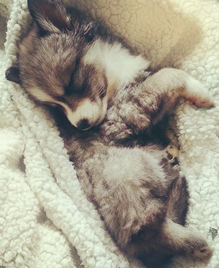 Husky Puppy Cuddles