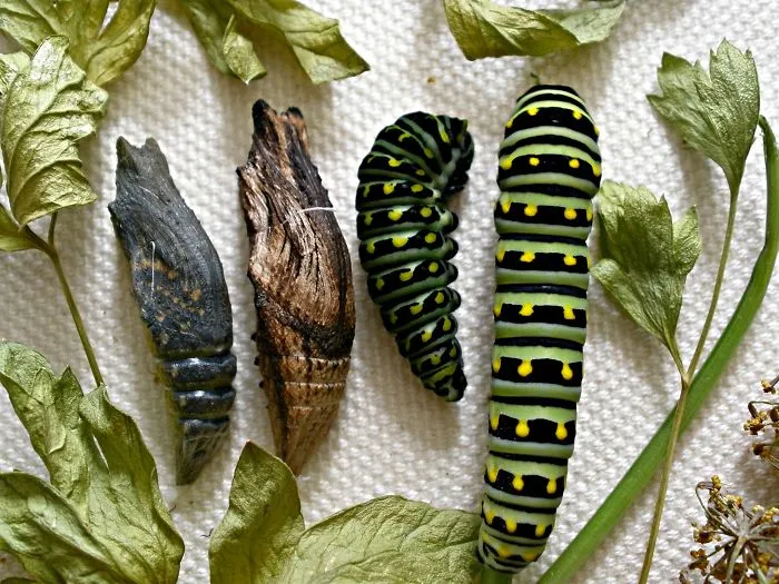 Metamorphosis