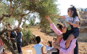 Olive Harvest In Palestine