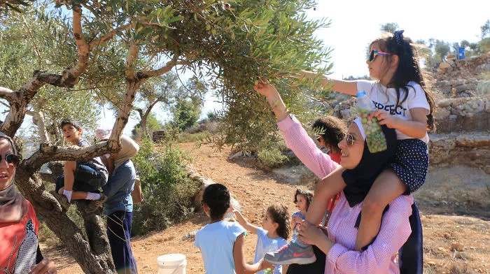 Olive Harvest In Palestine