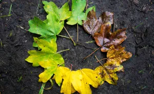 Four Seasons In A Single Photo Represented By Tree Leaves