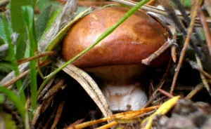 Autumn Mushrooms