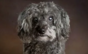 I Photograph Senior Shelter Dogs Who Finally Found Forever Homes