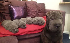 50 Proud Dog Mommies With Their Puppies
