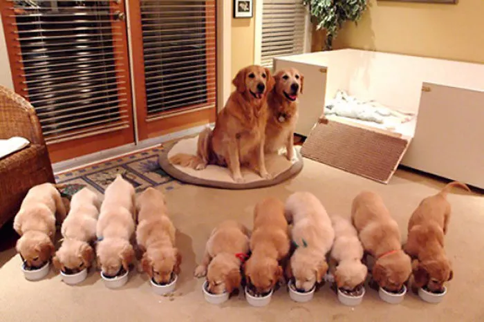 Proud Parents