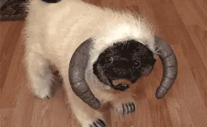 27 Furry Halloween Ideas To Make You Smile [in Gifs]