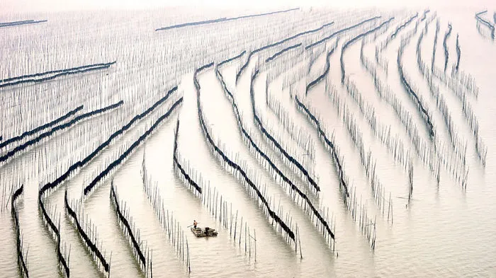 Seaweed Cultivation In Fujian Province