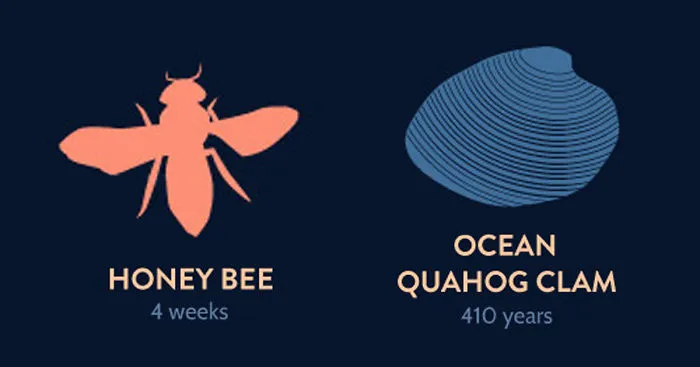 Lifespans Of The Animal Kingdom