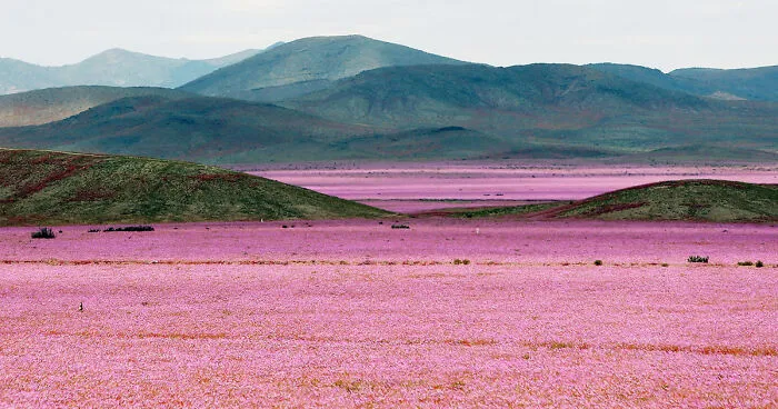 This Is What Happens When Rain Falls On The Earth's Driest Desert