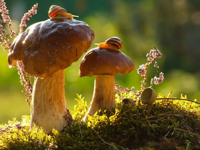 57 Animals Enjoying Autumn Magic