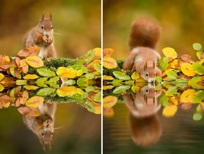 57 Animals Enjoying Autumn Magic