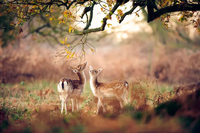 57 Animals Enjoying Autumn Magic