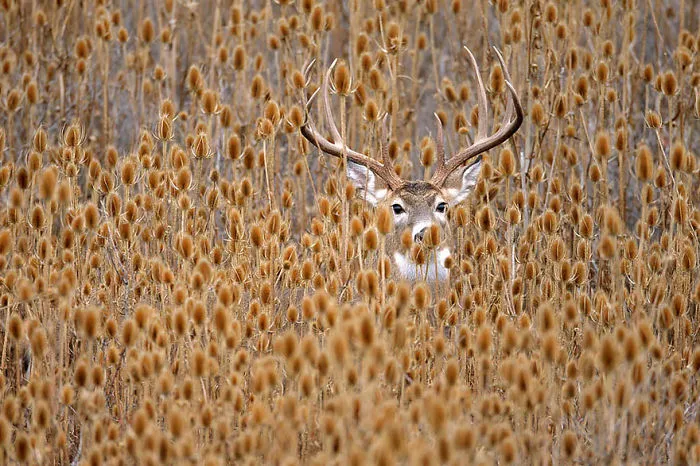 57 Animals Enjoying Autumn Magic