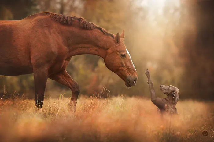 57 Animals Enjoying Autumn Magic