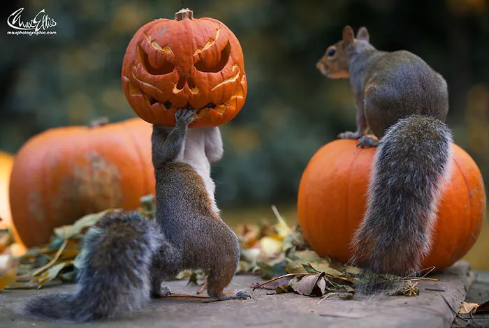 57 Animals Enjoying Autumn Magic