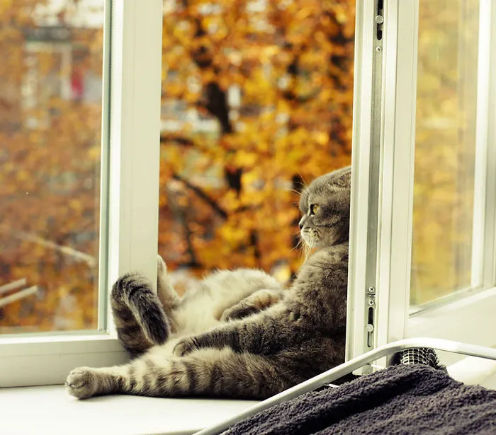 57 Animals Enjoying Autumn Magic