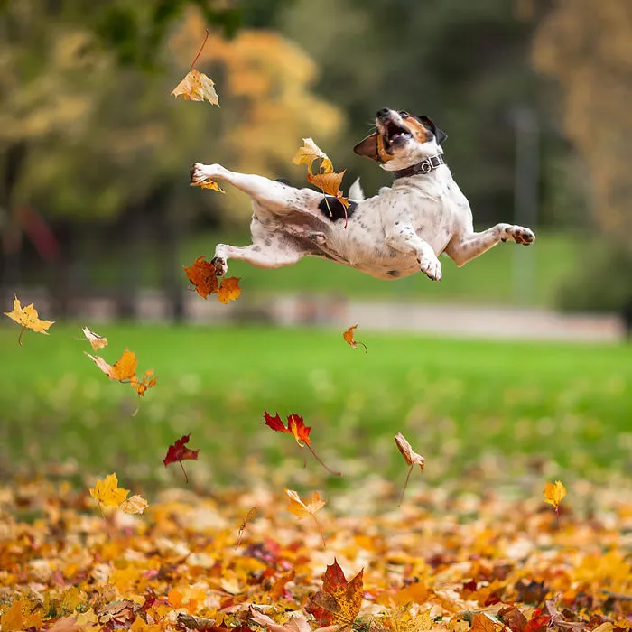 57 Animals Enjoying Autumn Magic