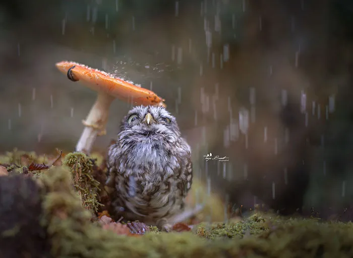 57 Animals Enjoying Autumn Magic