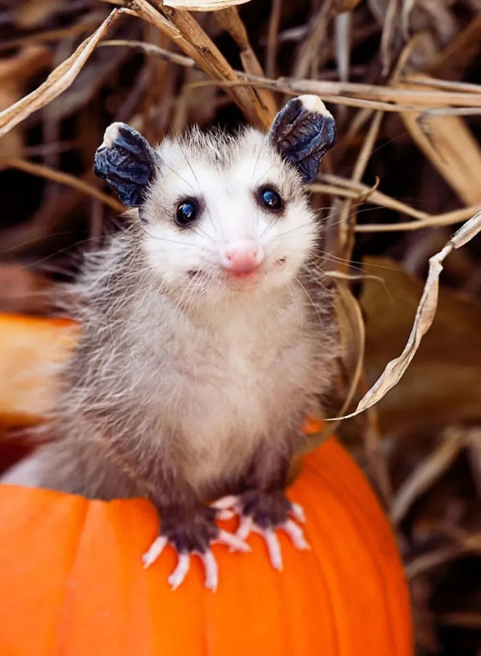 57 Animals Enjoying Autumn Magic