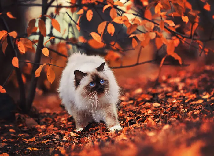 57 Animals Enjoying Autumn Magic