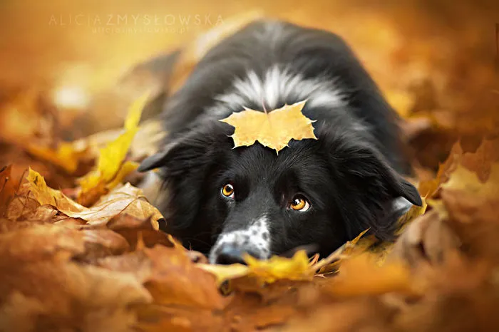 57 Animals Enjoying Autumn Magic