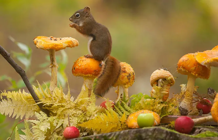 57 Animals Enjoying Autumn Magic