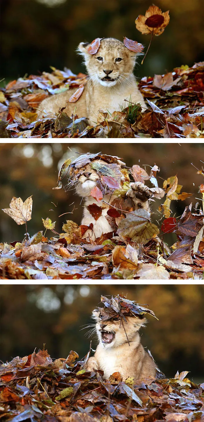 57 Animals Enjoying Autumn Magic