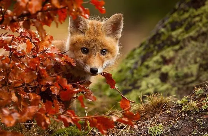 57 Animals Enjoying Autumn Magic
