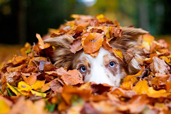 57 Animals Enjoying Autumn Magic