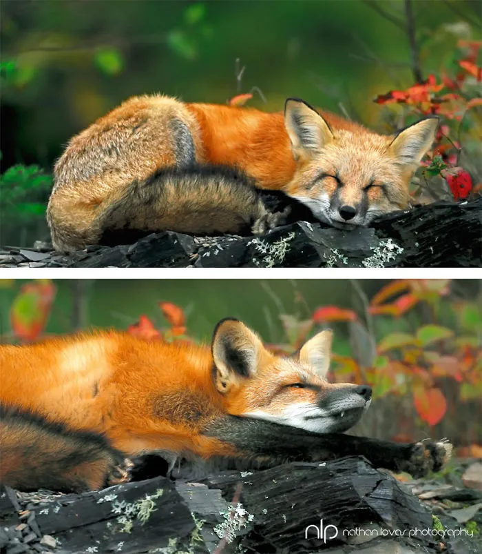 57 Animals Enjoying Autumn Magic