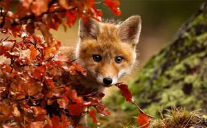 57 Animals Enjoying Autumn Magic