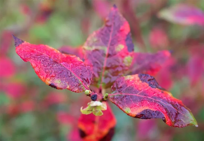 Blueberry Leaves Forever