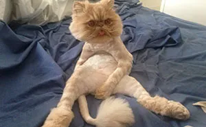 My Cat Sits Like A Human And Always Sticks His Tongue Out