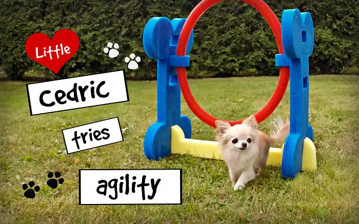 Cute Puppy Sized Chihuahua Tries Agility