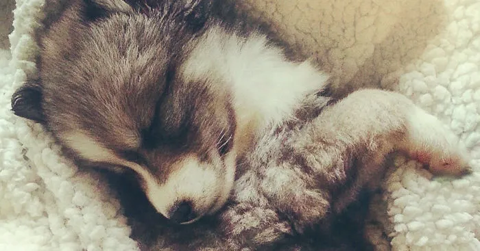 Cuddly Husky Puppy