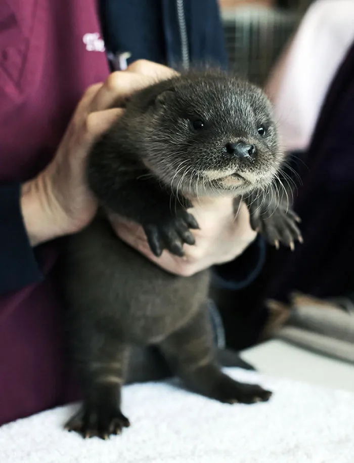 Baby Otter
