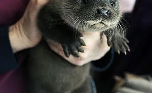 154 Of The Cutest Baby Animals Of All Time