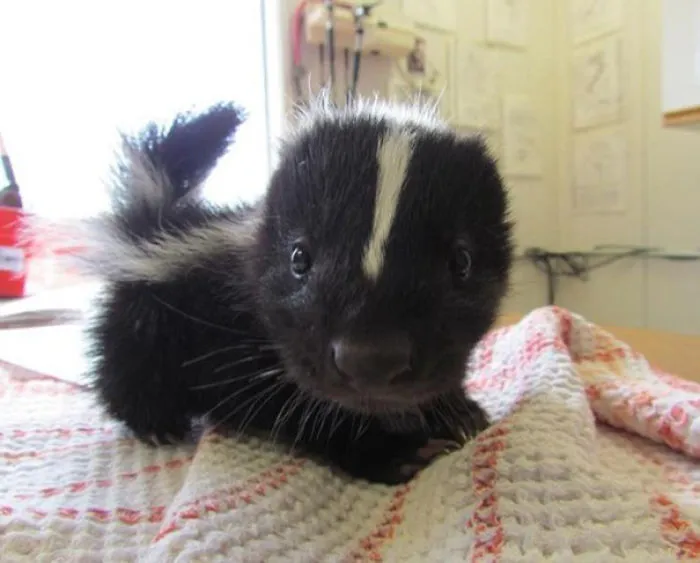 Tiny Baby Skunk
