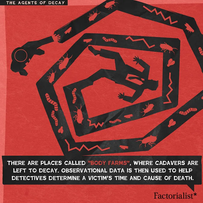 The Agents Of Decay