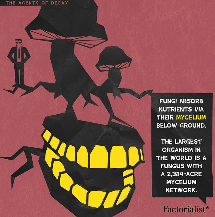 The Agents Of Decay