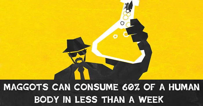 11 Illustrated Facts That Will Change The Way You Think About Rot And Decay