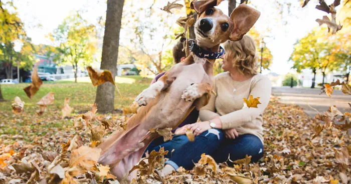 Wiener Dog Totally Photobombs Couple's Engagement Photos