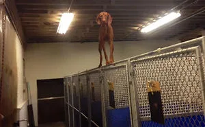78 Dogs That Immediately Regretted Their Poor Life Choices