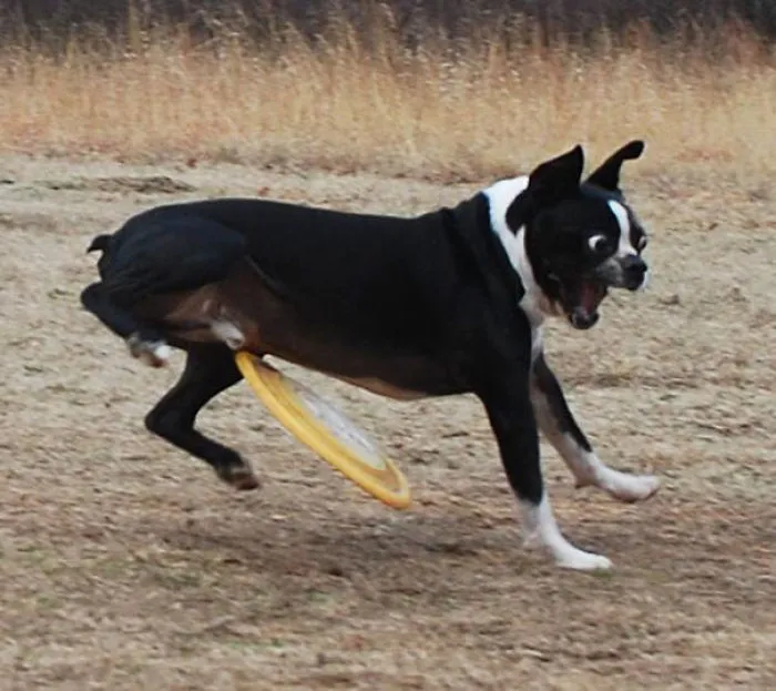 Come To The Park They Said, We'll Have A Friendly Game Of Fetch They Said
