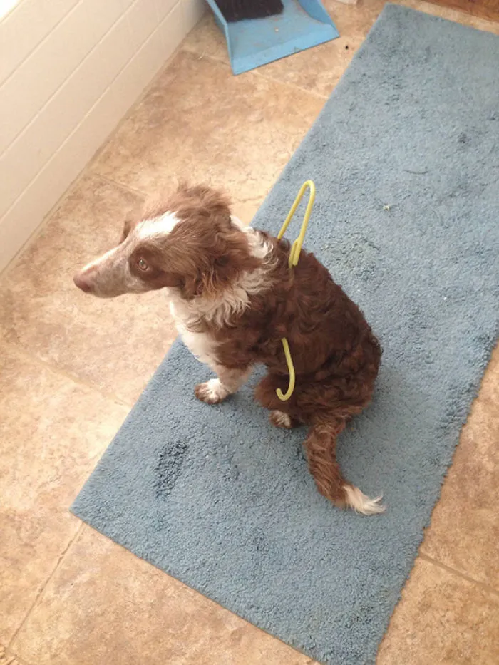 Get A Border Collie They Said, They're One Of The Smartest Breeds They Said