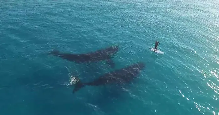 Stunning Drone Footage Captures Giant Whales Wondering What To Do With A Tiny Human