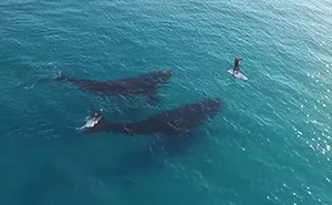 Stunning Drone Footage Captures Giant Whales Wondering What To Do With A Tiny Human